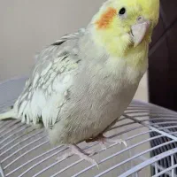 یک جفت عروس هلندی سالم