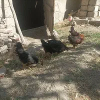 خروس