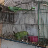 فروش یک جفت طوطی ملنگو
