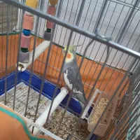 عروس هلندی نر با قفس