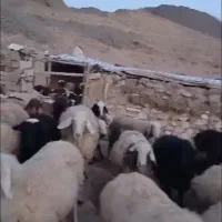 ۲راس میش فروشی