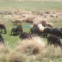 فروش گوسفند