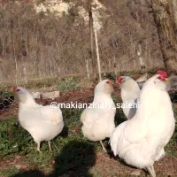 پرورش نژاد آراکانا گوشواره دار بیدم رنگ تخم آبی