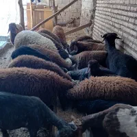 فروش بره چاق نرو ماده ریز درشت داشتی گوشتی