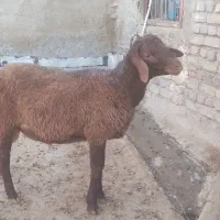 فروش دوراس بره قوچ هترو