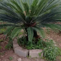 سیکاس ۱۰ ساله و پالم ۶ ساله
