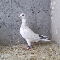 کفتر سار گراف موشی