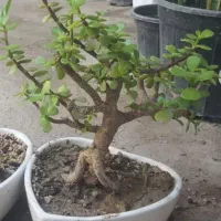 بونسای گل یشم معروف به گل شانس و ثروت