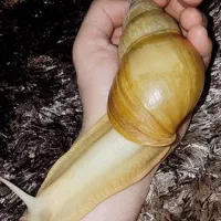 حلزون سوپر مولد