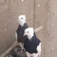 دمبی|پرنده|شهرضا, |دیوار