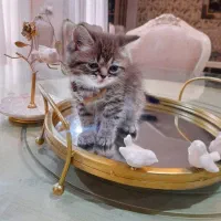 زیرقیمت