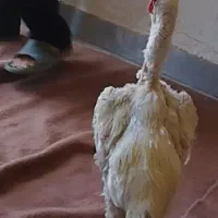 خروس لاری