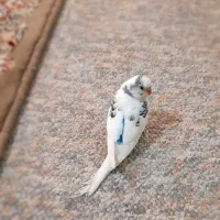 مرغ عشق فول رام و کشیده