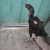 خروس لاری اصل