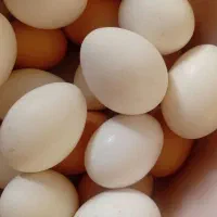 تخم مرغ محلی