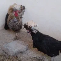 مرغ وخروس لهستانی