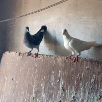 کوت عبدالله