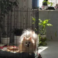 پامر روباهی اصیل