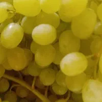 تعدادی آقا  با تجربه  برای انگور چیدن