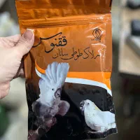 سرلاک طوطی و عروس هلندی و ....