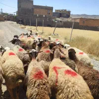 تعدا21راس گوسفندجوان  آبستن سنگین مالچه