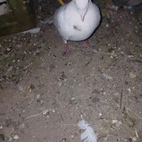 کفتر