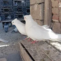 جفت سفید دم تخم چشم نوک سفید