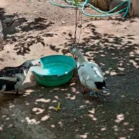 اردک