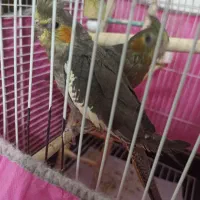 عروس هلندی سه ماه