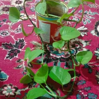 گل طبیعی|گل و گیاه طبیعی|ایذه, |دیوار