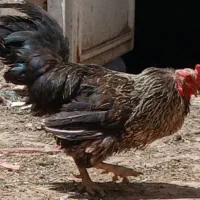 خروس  سالم و درشت