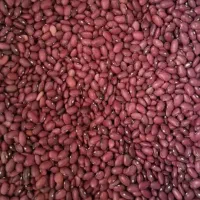 لوبیا قرمز