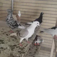 دوکت|پرنده|فولادشهر, C4|دیوار