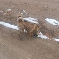 سراب|سگ|زند, |دیوار