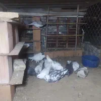کبوتر