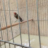 سهر نر گل نارنجی