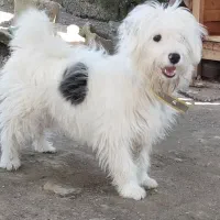 سگ گم شده