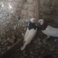 یک جفت طوقی و 8تا گرفتنی