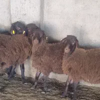 بره قوچ همو و هترو