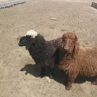 بره عربی چاق