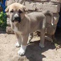 سگ سرابی