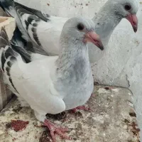 کفتر