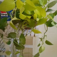 گل‌های اپارتمانی