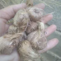 پیاز زعفران