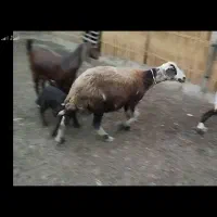 گوسفند افشاری بروجردی درشت