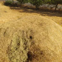 علف|خوردنی و آشامیدنی|سنندج, |دیوار