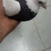 کفتر طوقی ماده