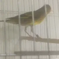 سهره قناری قرص خون