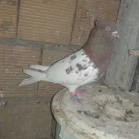 رنگی شوش
