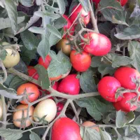 گوجه‌فرنگی